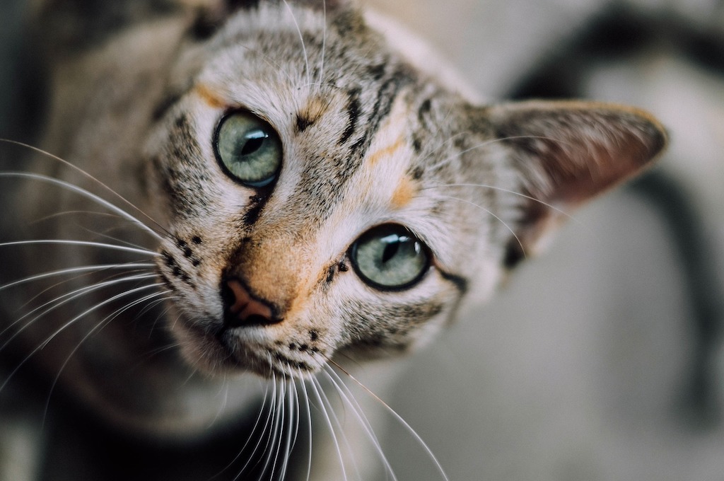 Can toxoplasmosis in cats be treated?