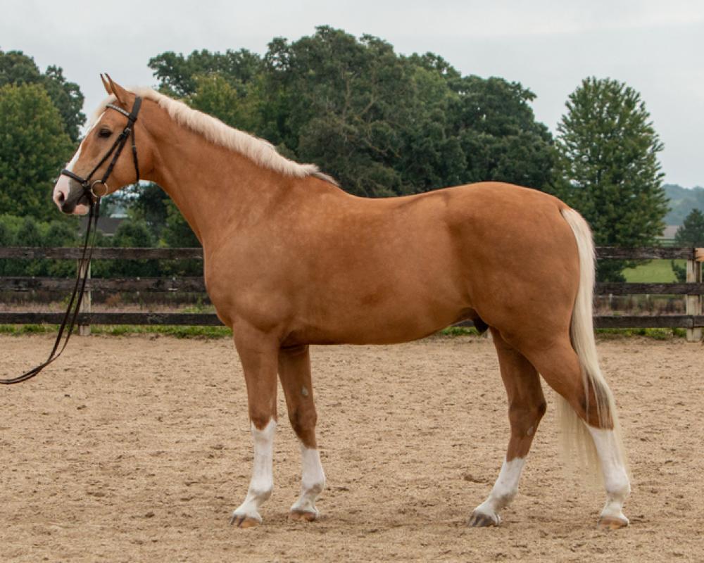 Can warmbloods be Palomino?