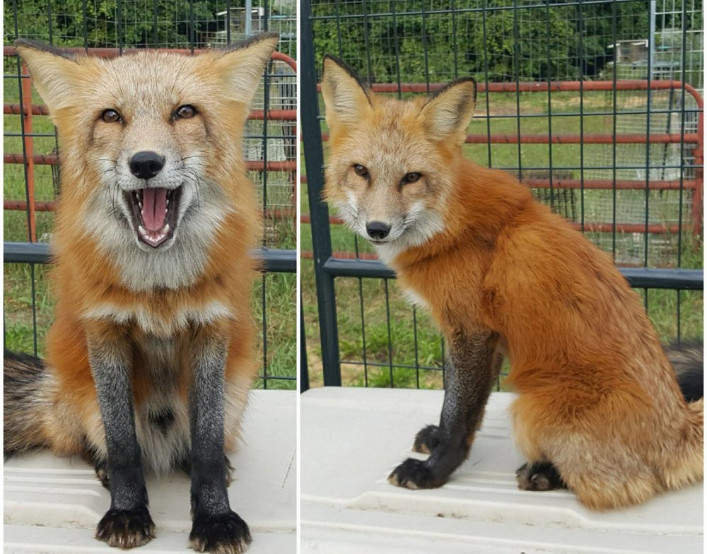 Can you buy a red fox?