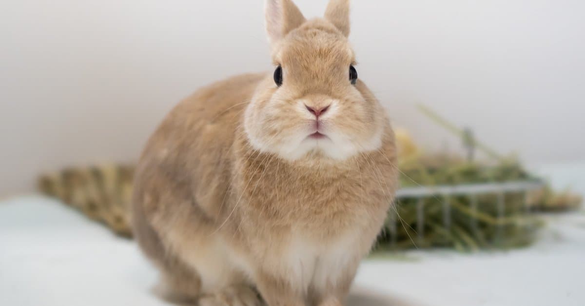 Can you get dwarf rabbits?
