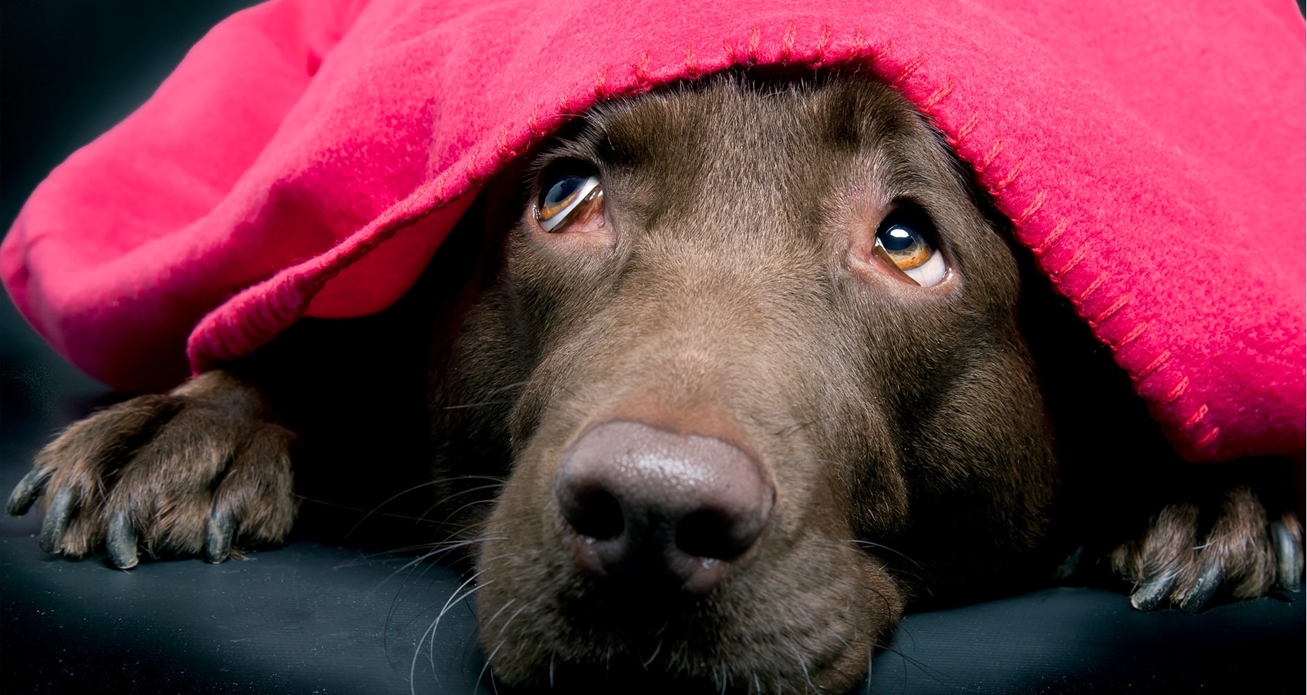 Can you give a dog Benadryl for fear of storms?