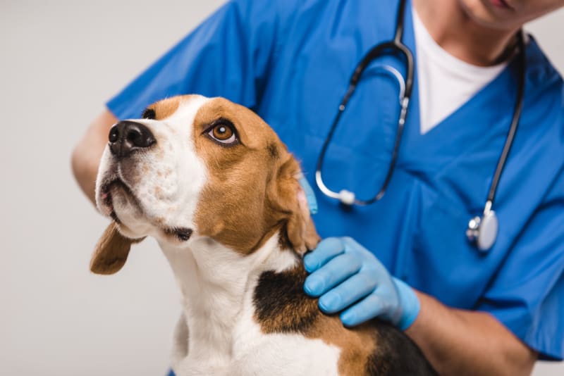 Can you give dogs iron for anemia?