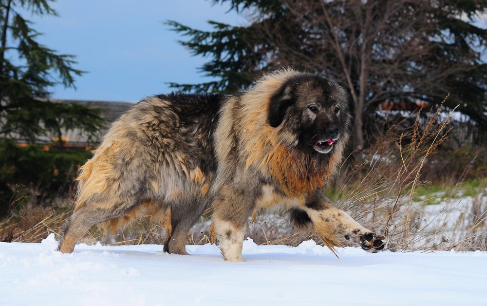 Can you own a Caucasian shepherd in the US?