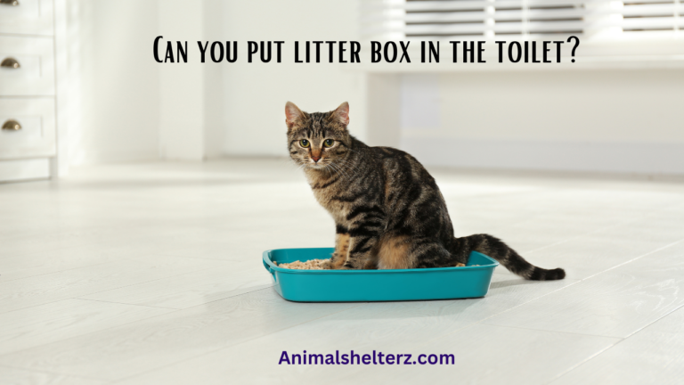 Can you put litter box in the toilet?