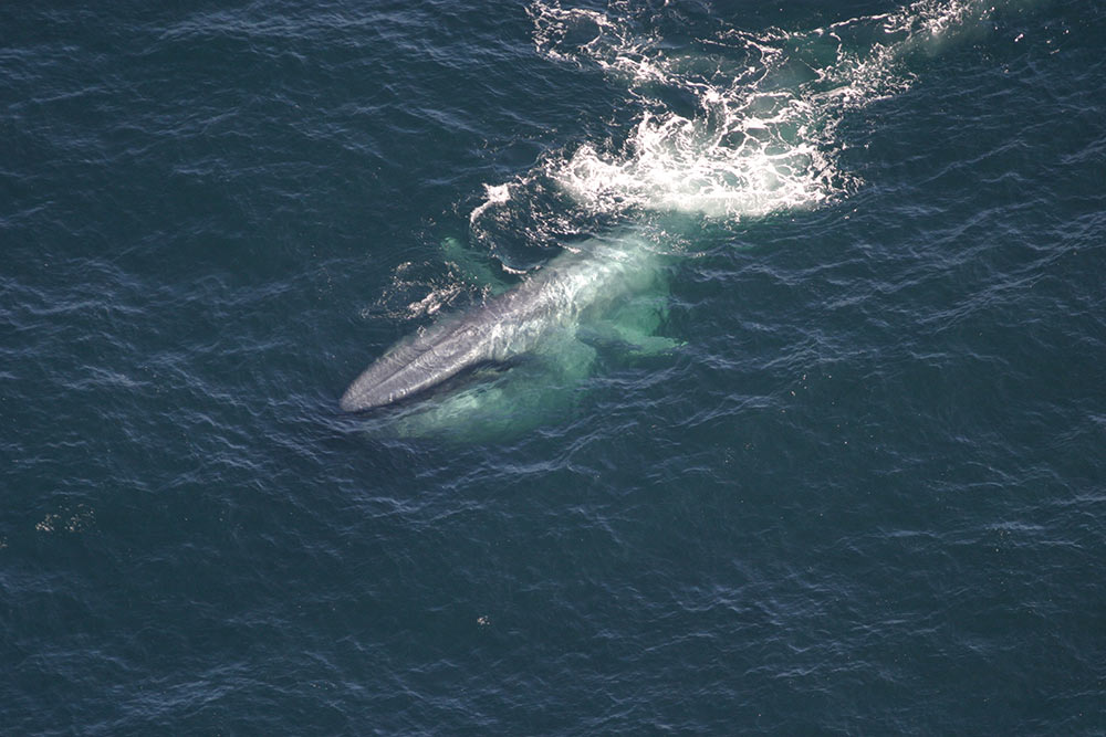 Can you see whale sperm with the human eye?