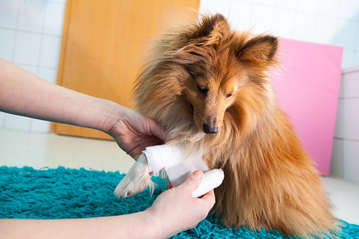 Can you use human topical cream on dogs?