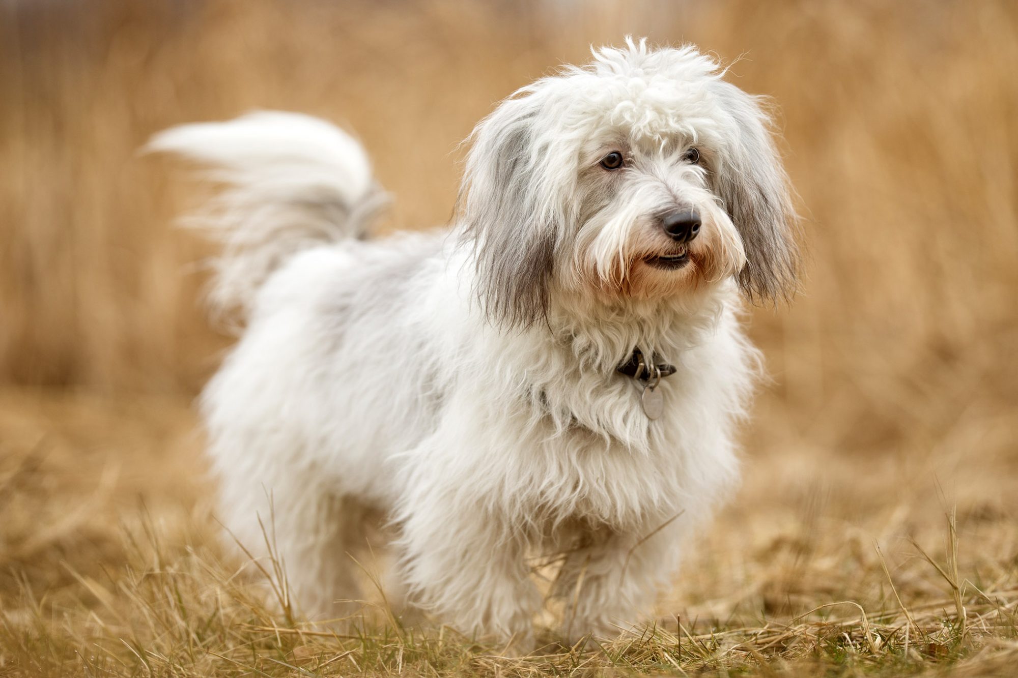 Do Coton dogs shed?