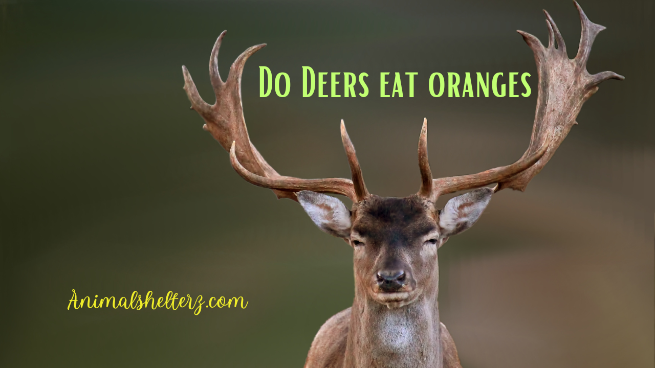 Do Deers eat oranges