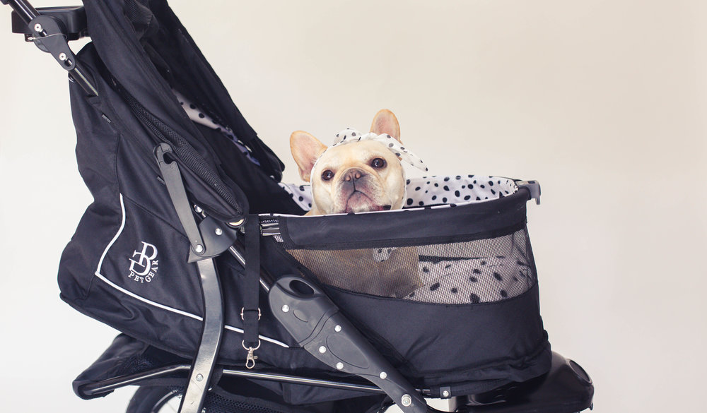 Do Frenchies need strollers?