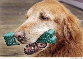 Do Greenies really clean dogs teeth?