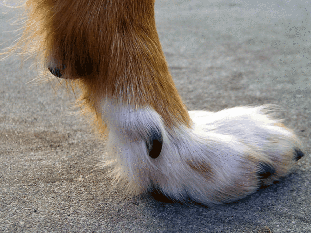 Do all dogs have dew claws?