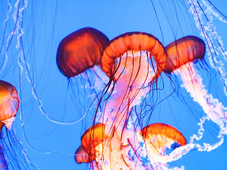 Do all jellyfish have stingers?