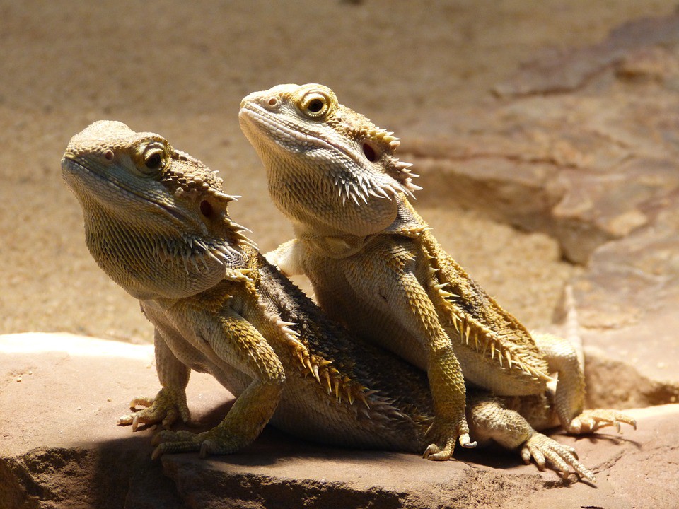 Do bearded dragons get bored in their tank?