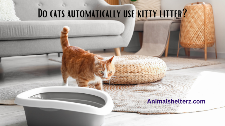 Do cats automatically use kitty litter?