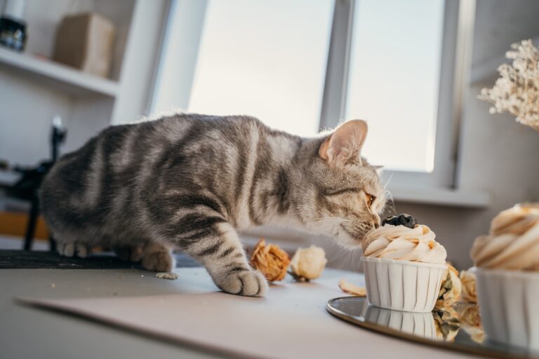 Do cats like cupcakes?