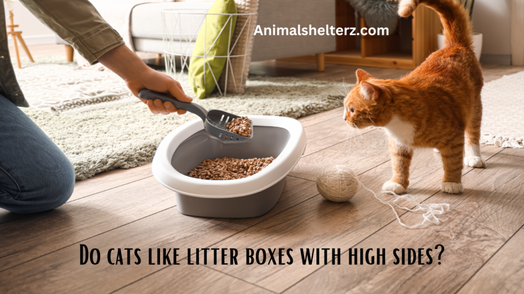 Do cats like litter boxes with high sides?