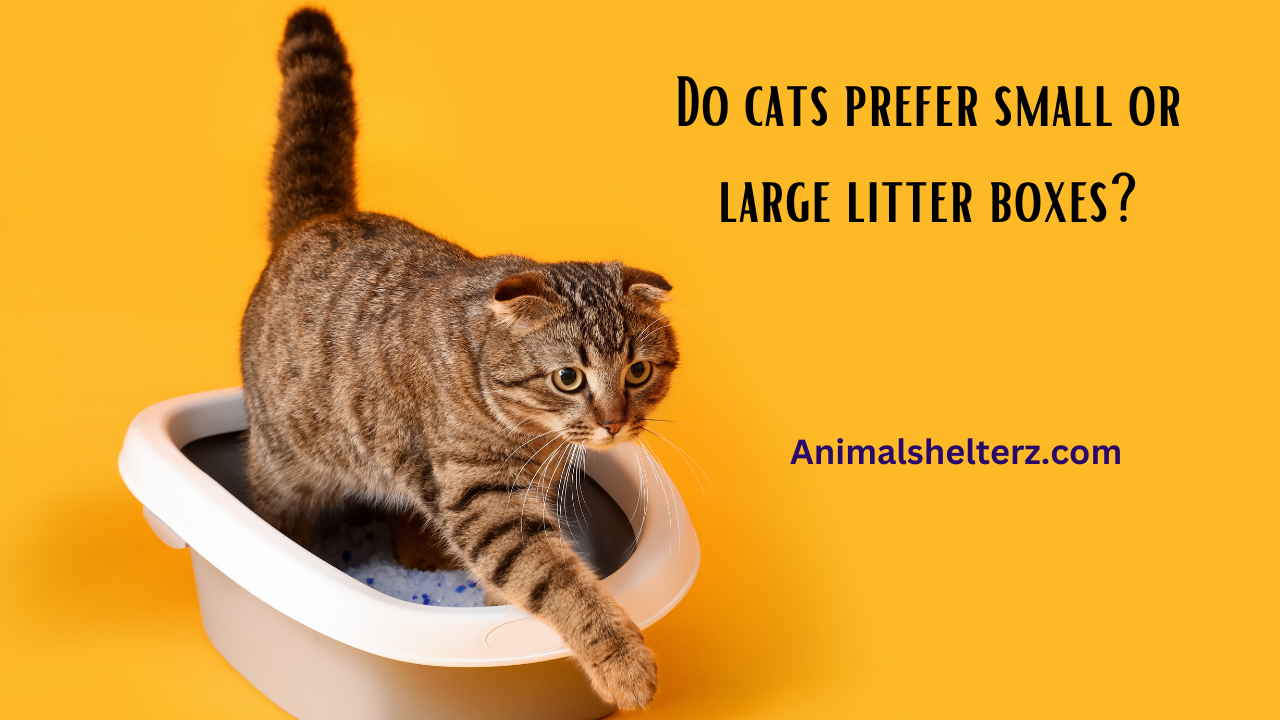 Do cats prefer small or large litter boxes?