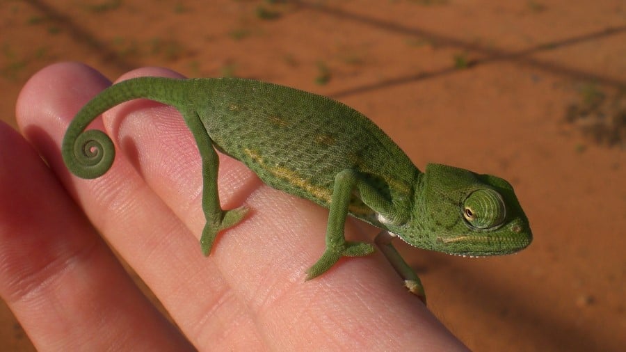 Do chameleons like to cuddle?
