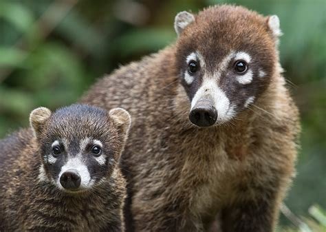 Do coatis bite humans?