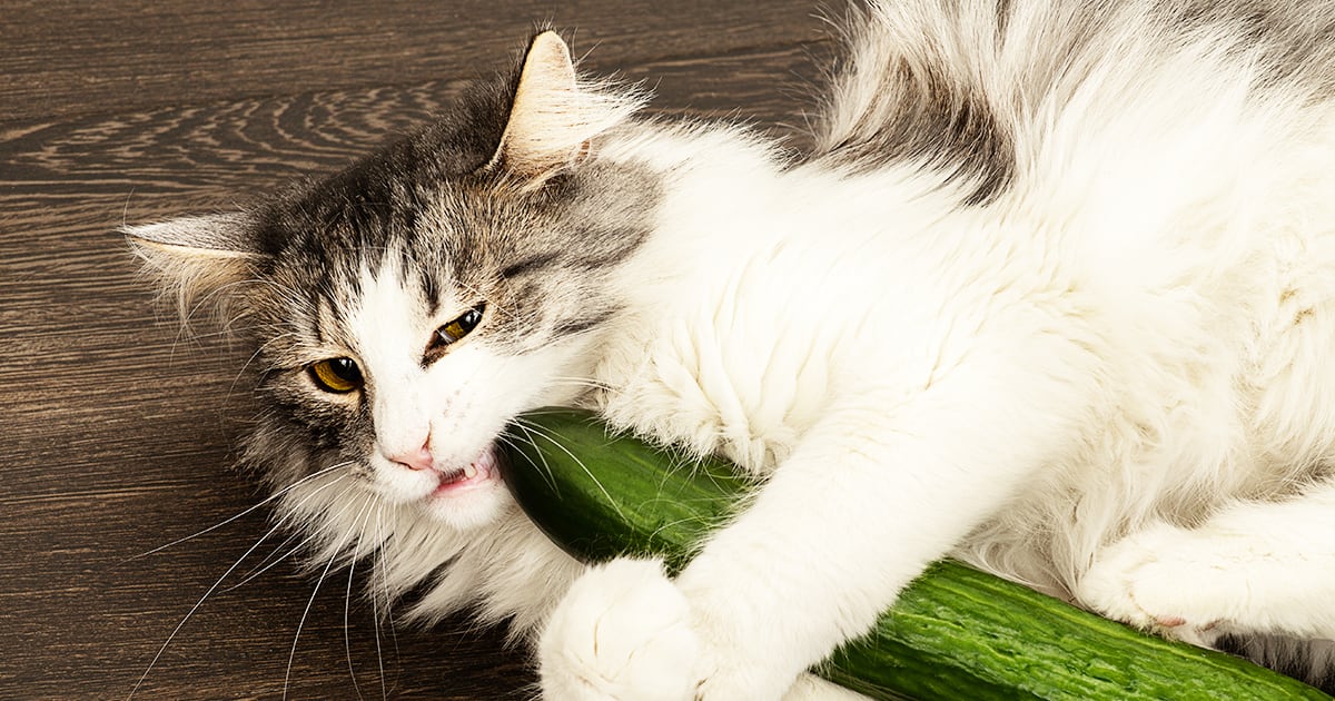 Do cucumbers scare cats?