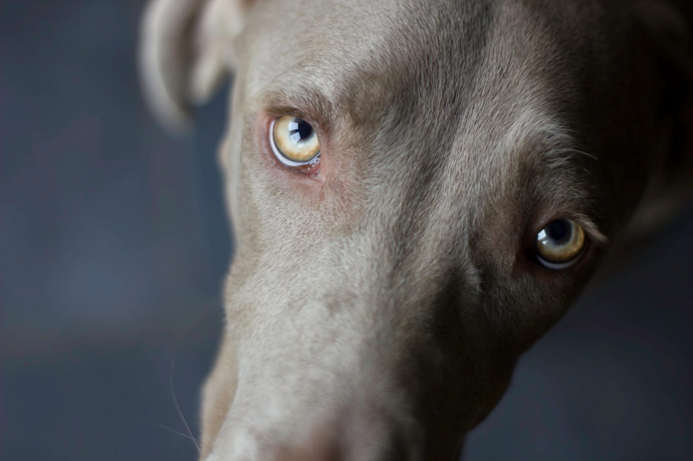 Do dogs have a wider field of vision than humans?