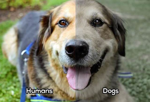 Do dogs have better vision than humans?