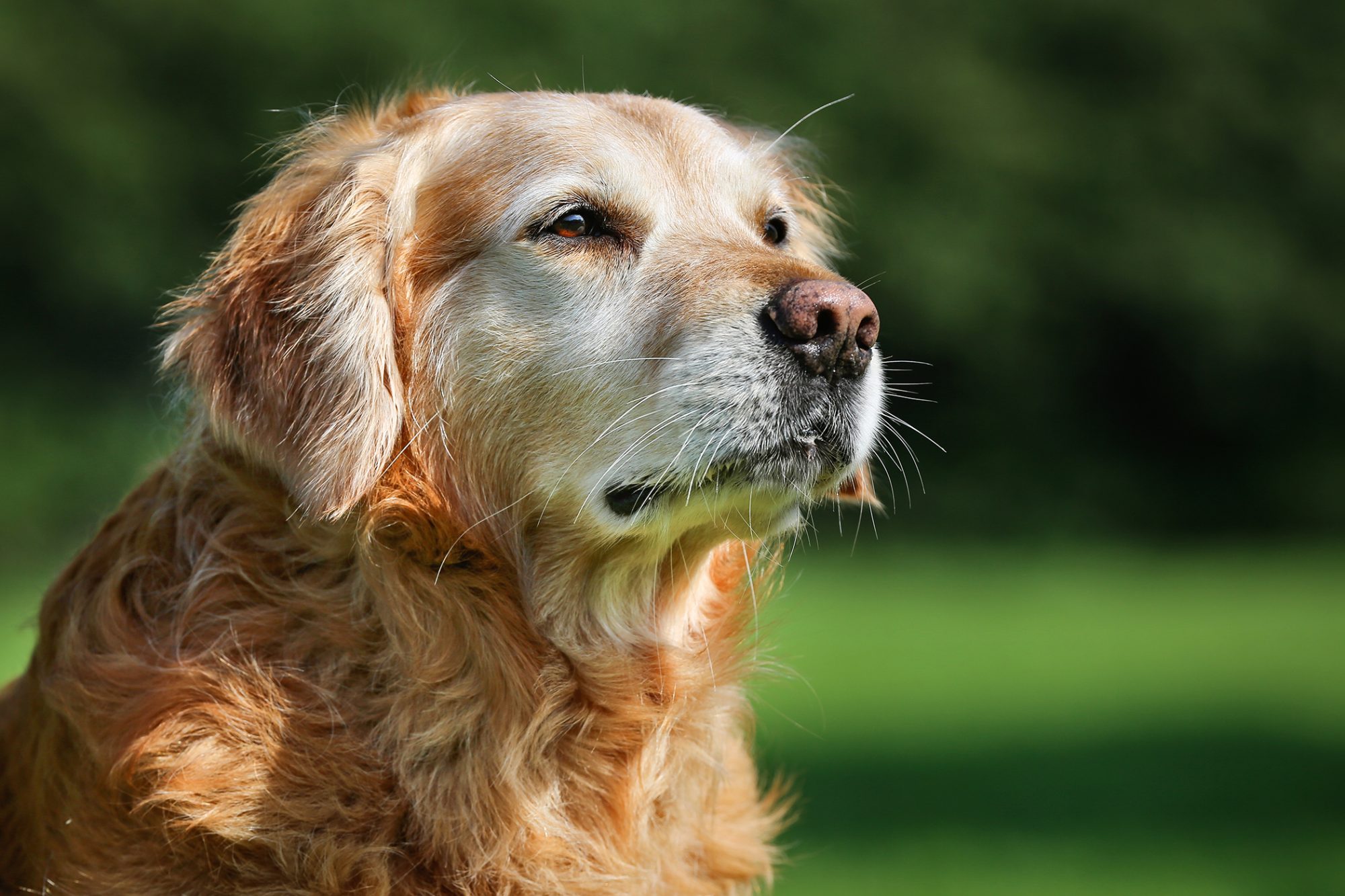 Do dogs know when they are about to die?