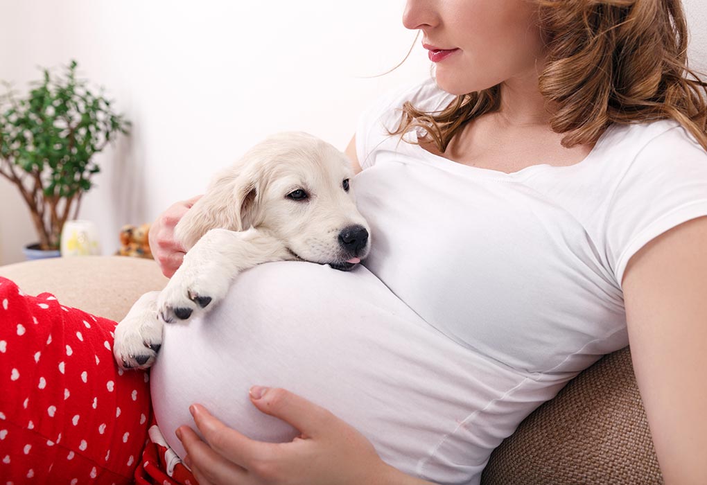 Do dogs know you're pregnant?