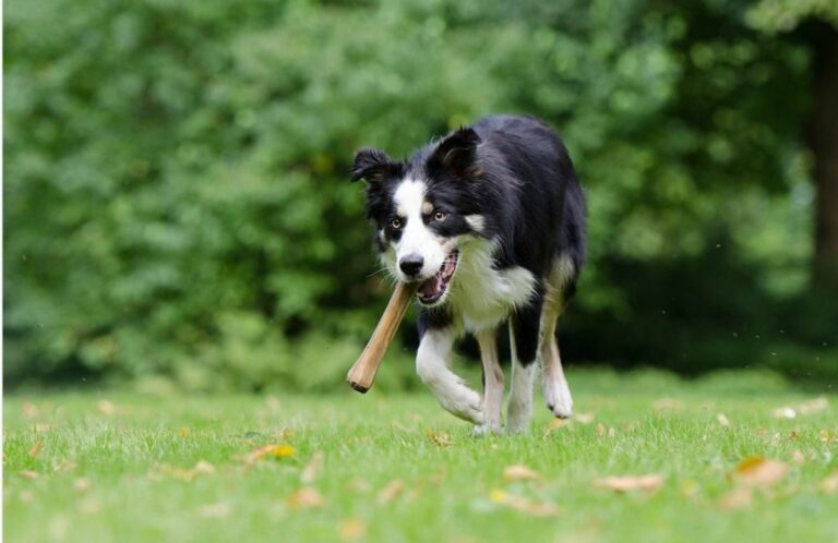 Do dogs remember where they bury their treats?