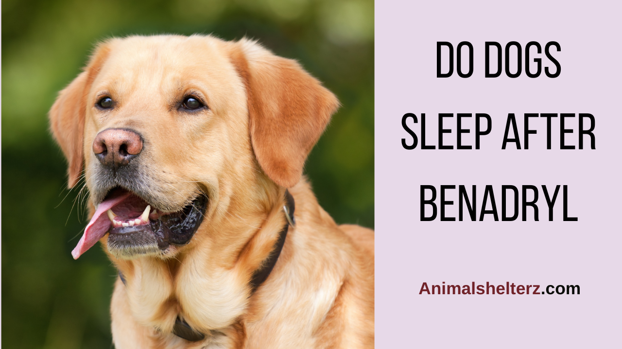 Do dogs sleep after Benadryl