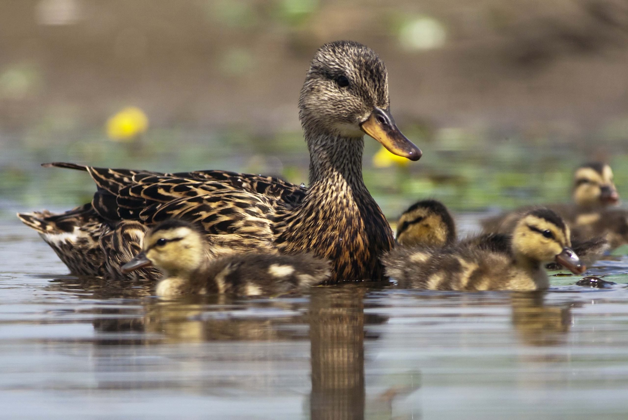 Do ducks try to drown other ducks?