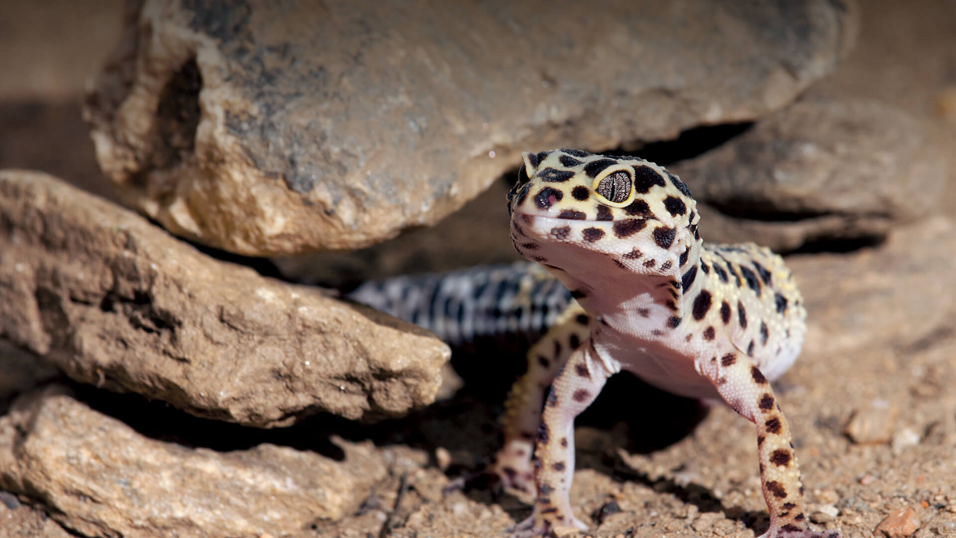 Do geckos eat each others tails?