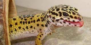 Do leopard geckos bite while mating?