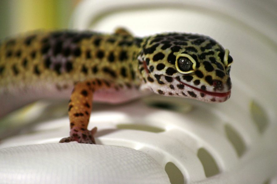 Do leopard geckos need a heat lamp and a heat pad?