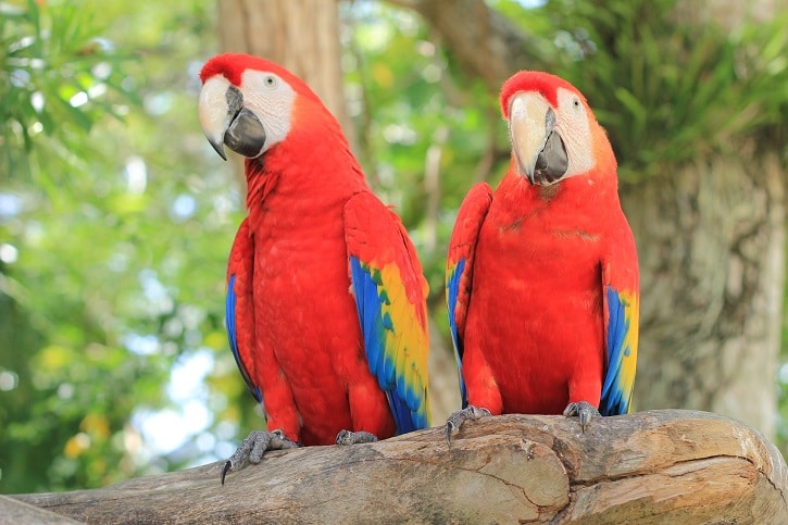 Do macaws bond with owners?