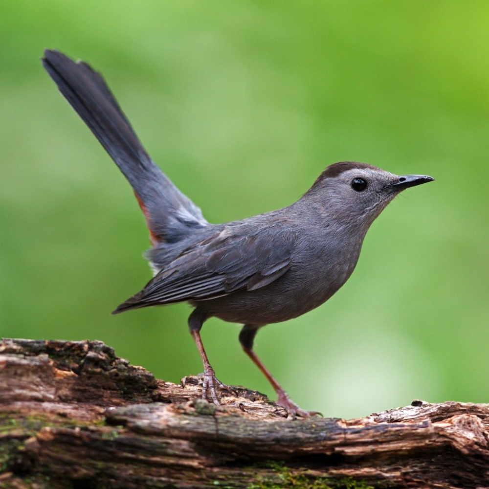 Do male and female Gray Catbirds look the same?