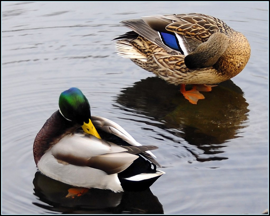 Do male ducks drown female ducks when mating?