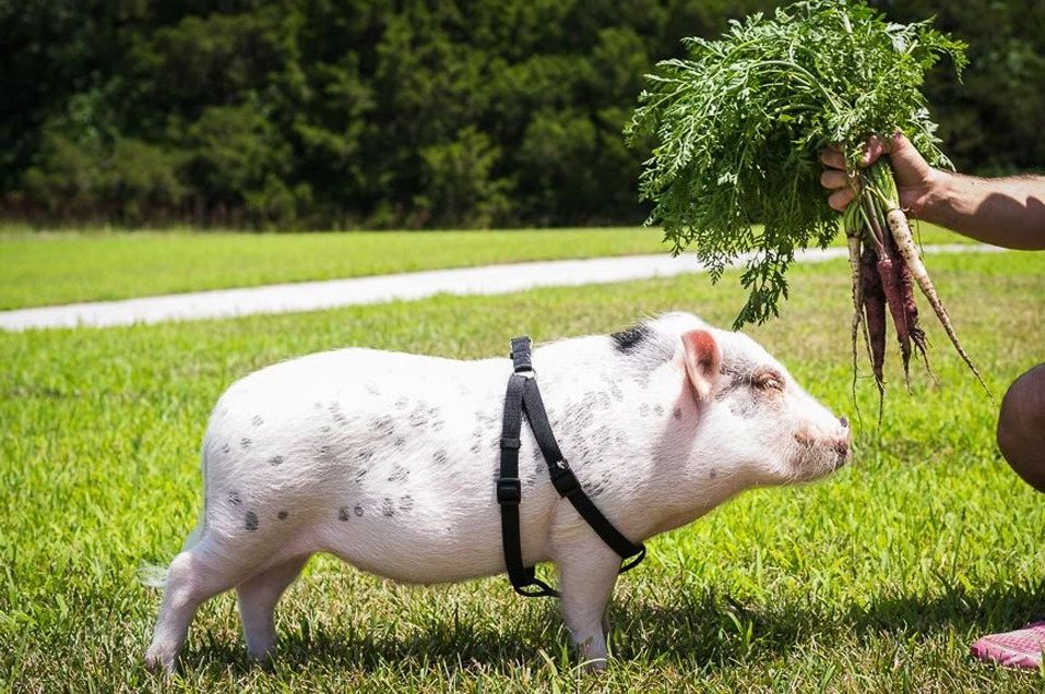 Do mini pigs love their owners?