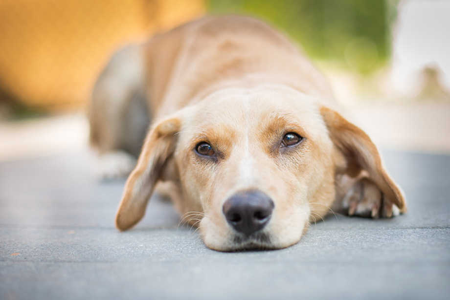 Do most dogs recover from Giardia?