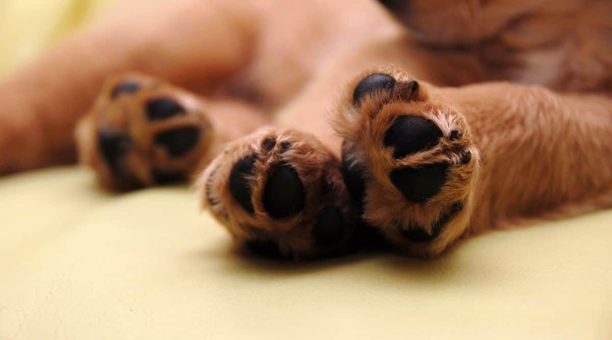 Do paws have toes?