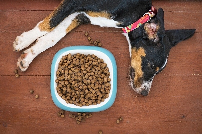 Does beef broth help dogs stomach?
