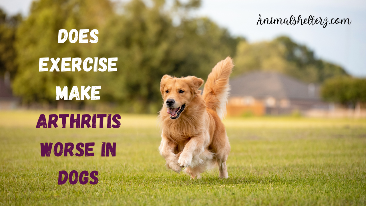 Does exercise make arthritis worse in dogs