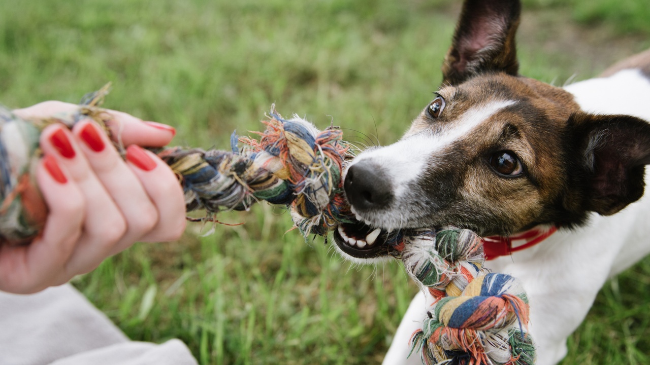 Does tug of war cause aggression in dogs?
