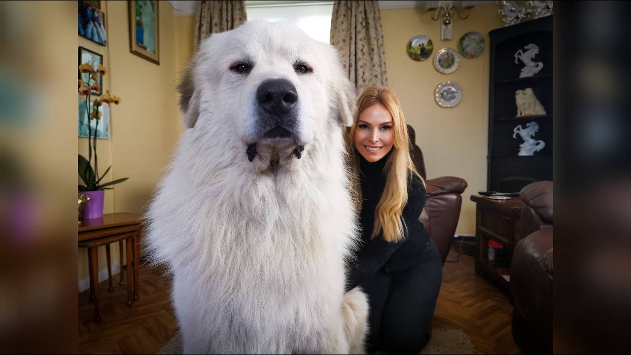 How big are Great Pyrenees full grown?