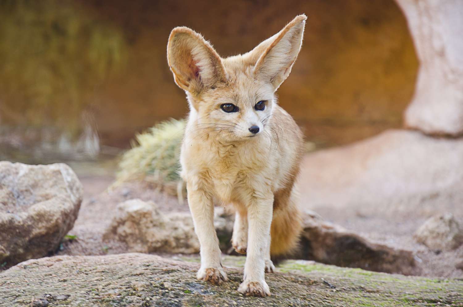How big do fennec foxes get?