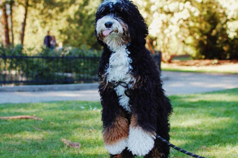 How big will a Bernedoodle get?