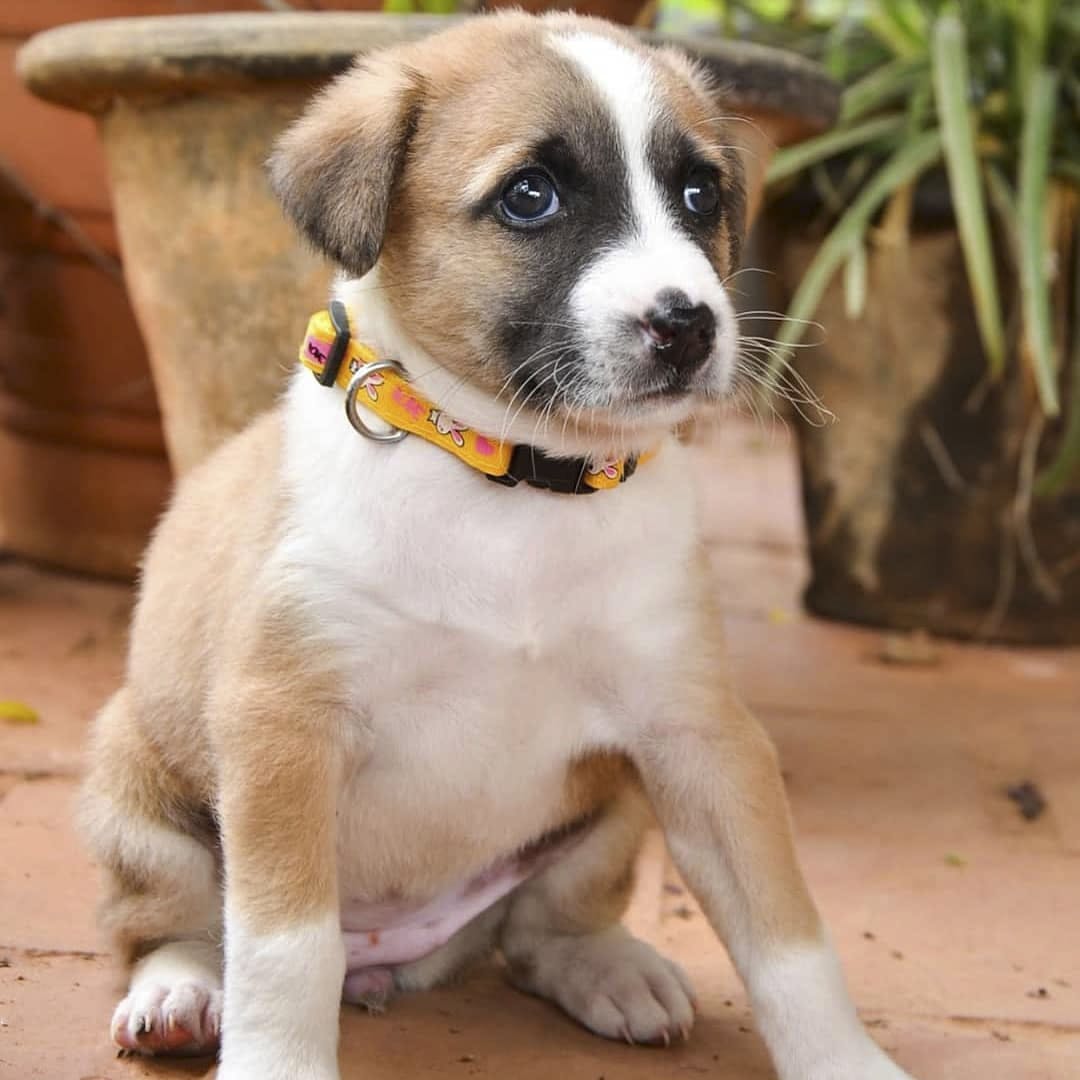 How can I get free dogs in Bangalore?