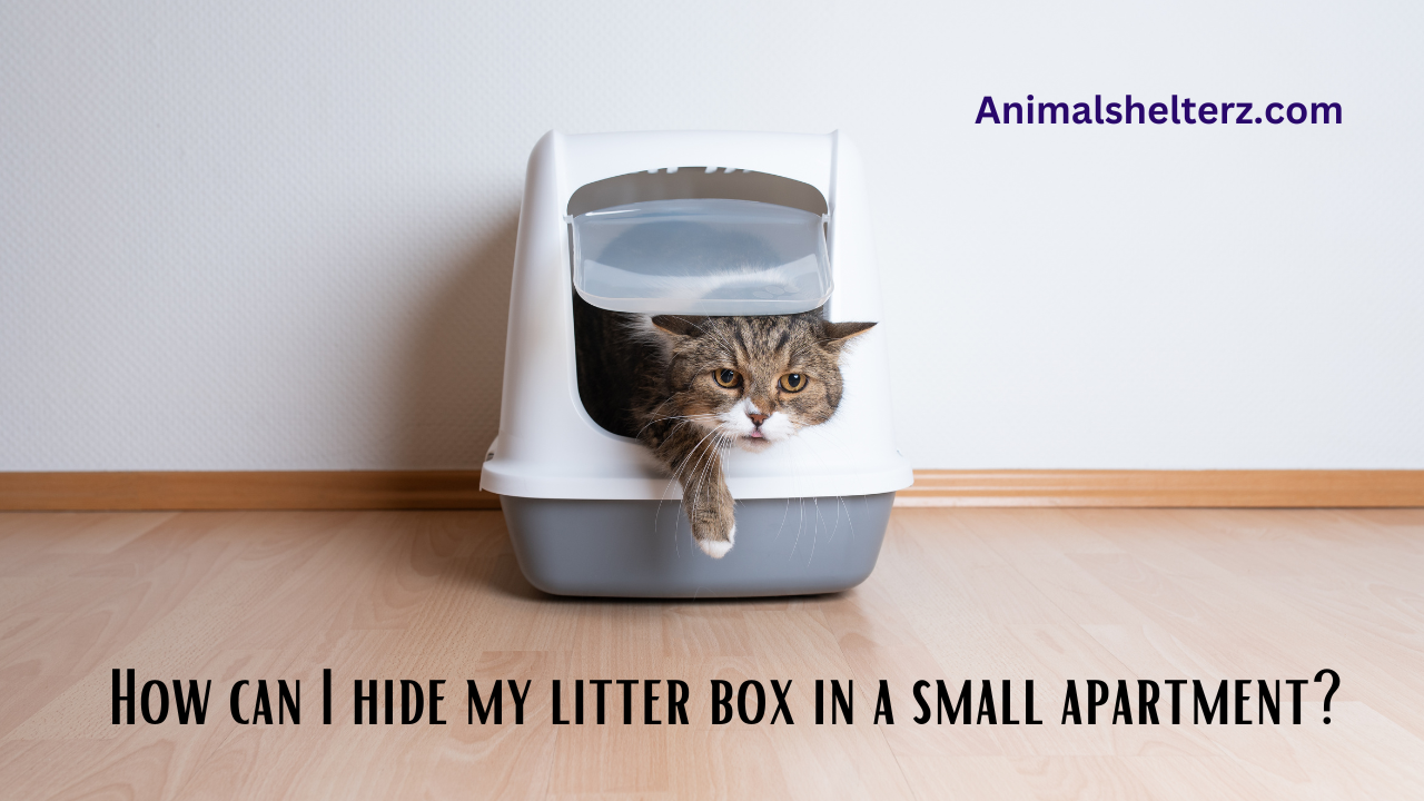 How can I hide my litter box in a small apartment?