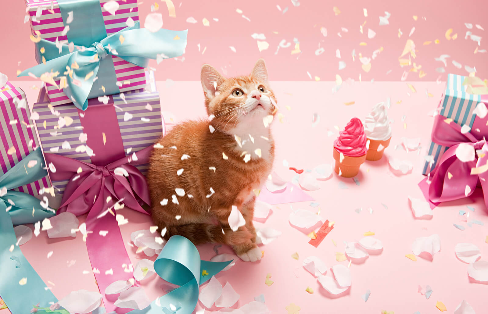 How can I make my cat's birthday special?