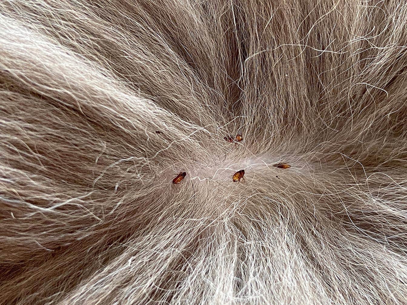 How can I tell if my indoor cat has fleas?